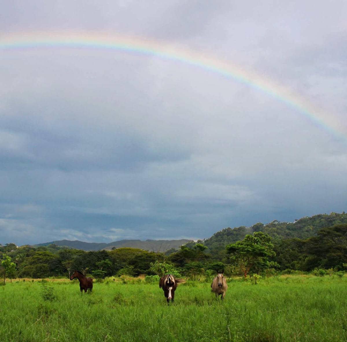 Randonnée cheval costa rica jungle