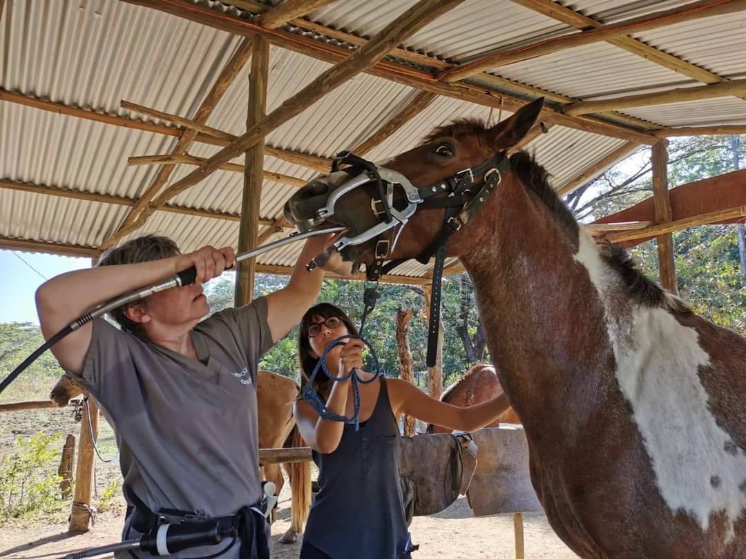 dentiste dentisteequin healthyhorses playasamara